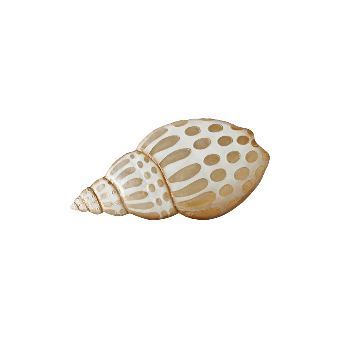 Capiz Babylonia Shell Wall Art