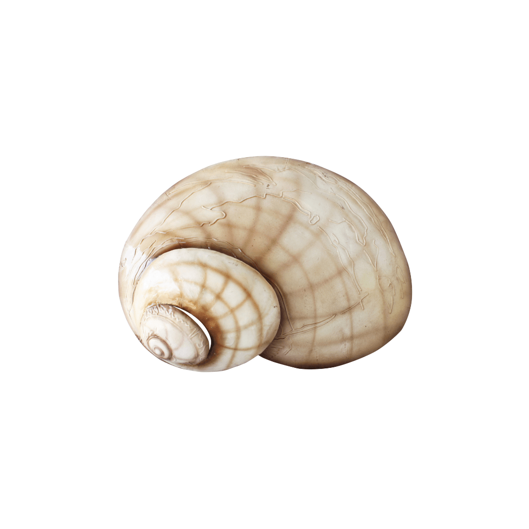 Capiz Moon Shell Wall Art